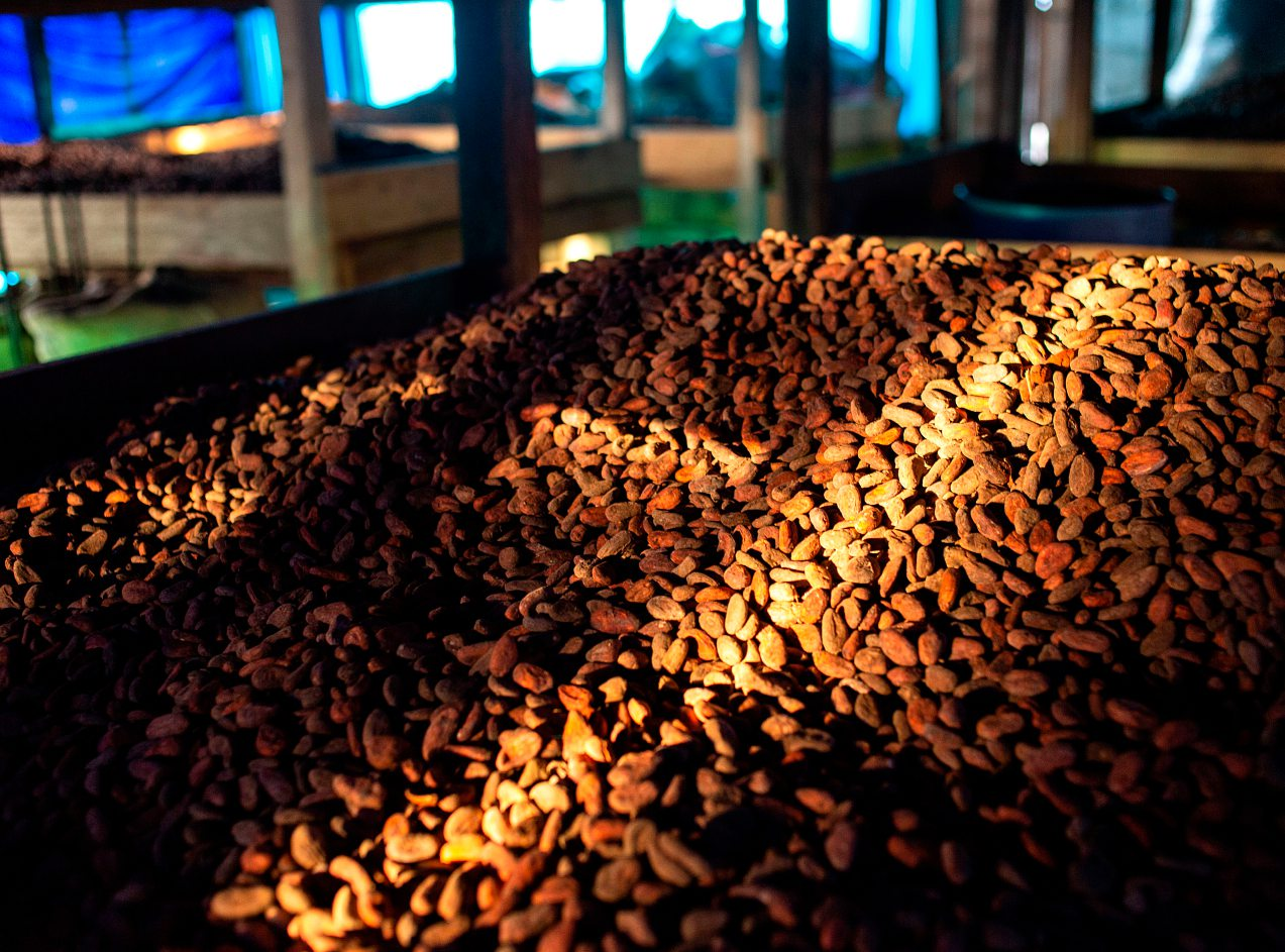 cacao entreposé et séché dans la réserve de Tropical Forest and Rural Development, à Yaoundé, au Cameroun. QUENTIN HULO/ARGOS DIFFUSION/SAIF IMAGES